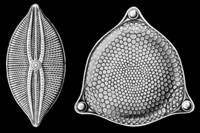 LarsonDiatoms.png